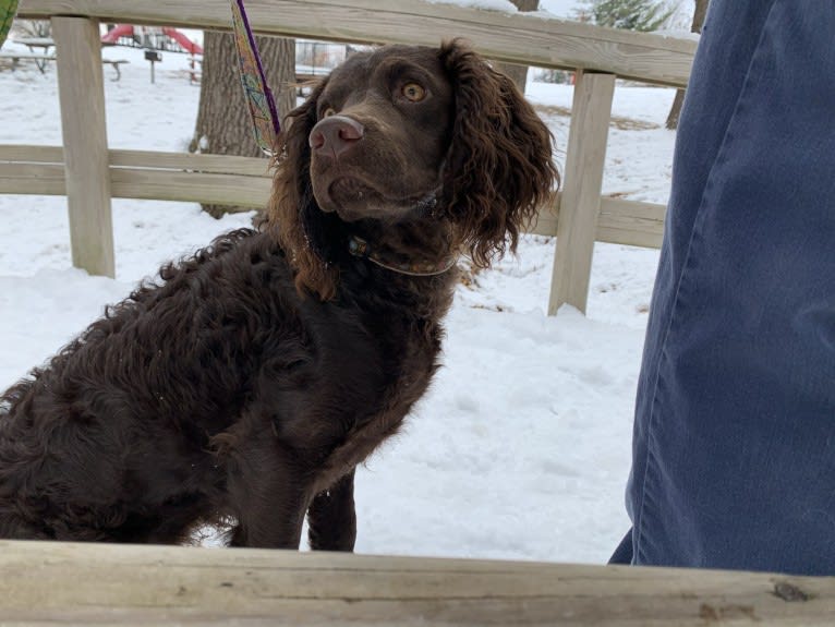 Pippit, an American Water Spaniel tested with EmbarkVet.com