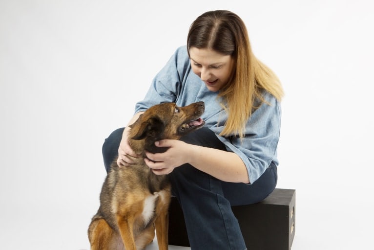 Lady, an European Village Dog and Alaskan Malamute mix tested with EmbarkVet.com