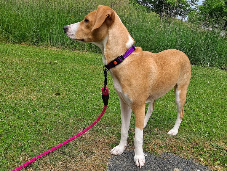 Stella, a Rat Terrier and Mountain Cur mix tested with EmbarkVet.com