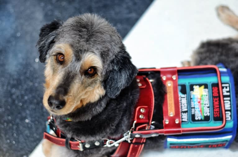 Hayley, an Aussiedoodle tested with EmbarkVet.com