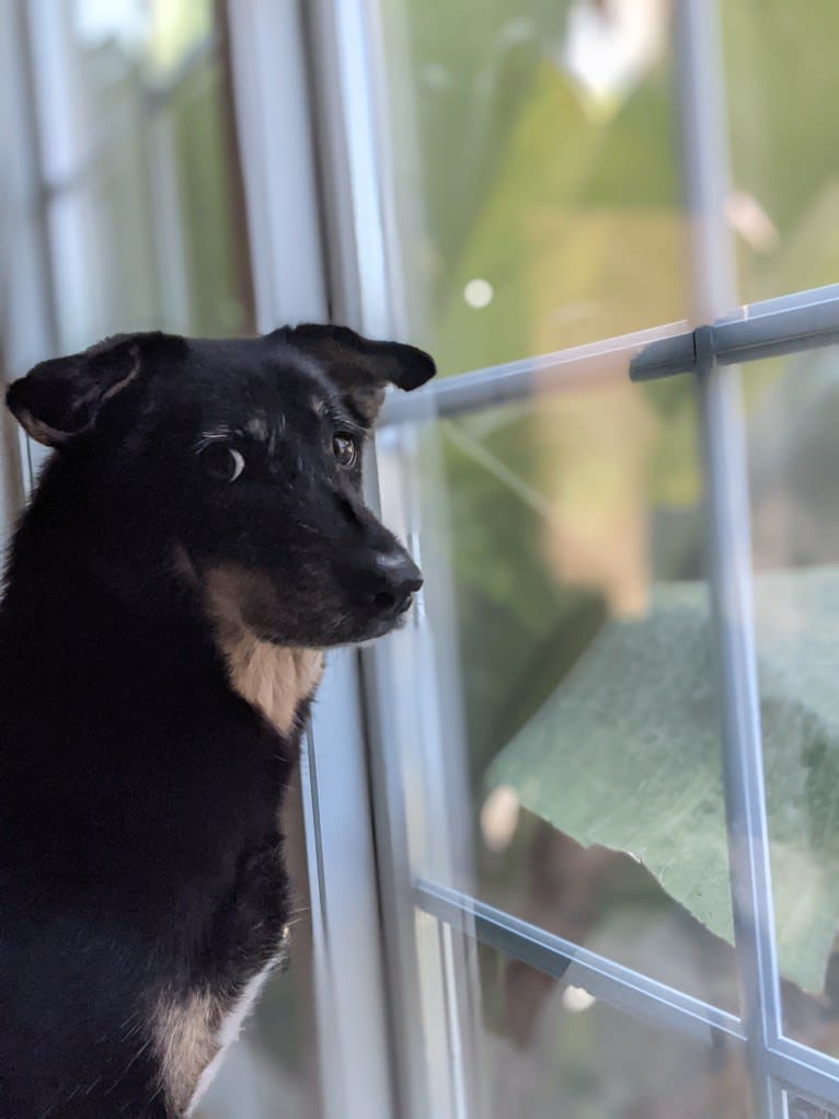 Betty, a Southeast Asian Village Dog tested with EmbarkVet.com