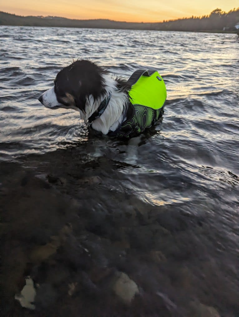 Opal, a Border Collie and Australian Shepherd mix tested with EmbarkVet.com