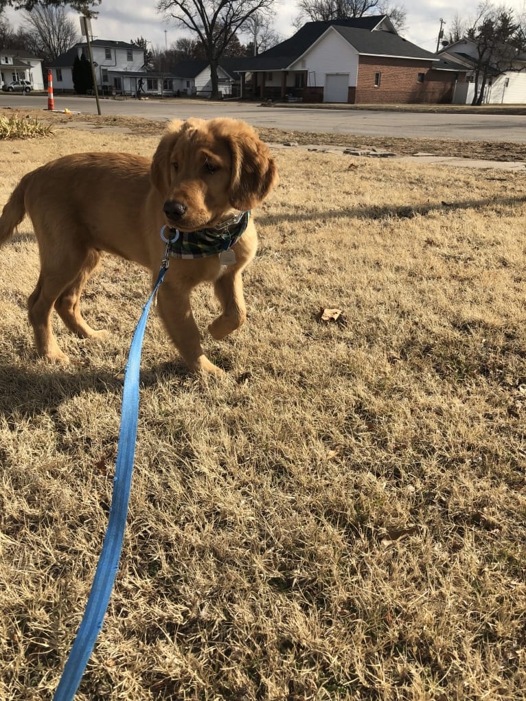 Cooper, a Golden Retriever tested with EmbarkVet.com