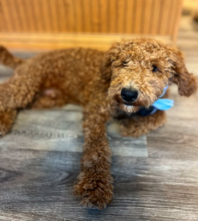 Mac Daddy, a Poodle tested with EmbarkVet.com