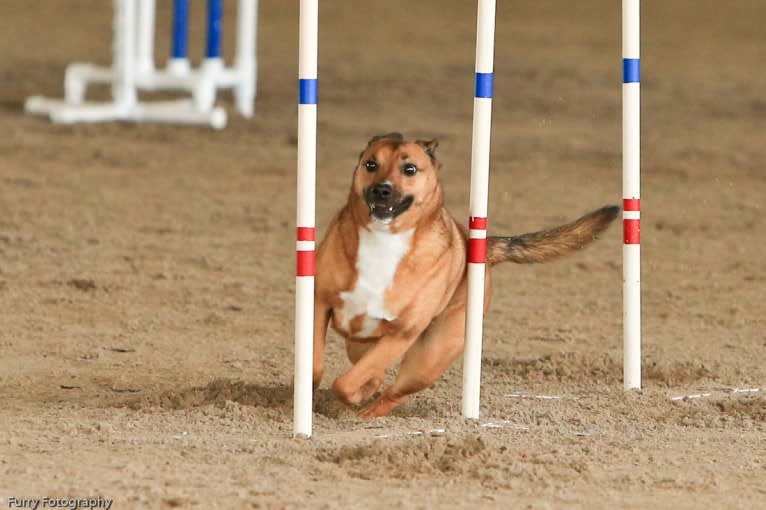 Copper, a Shetland Sheepdog and Staffordshire Terrier mix tested with EmbarkVet.com