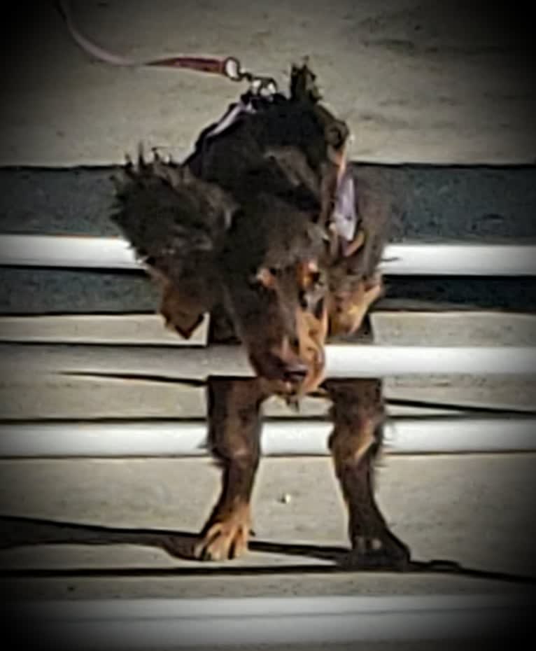 Remy, an English Cocker Spaniel (Working Type) and English Cocker Spaniel mix tested with EmbarkVet.com