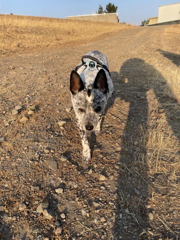 Zelda, an Australian Cattle Dog and Chihuahua mix tested with EmbarkVet.com