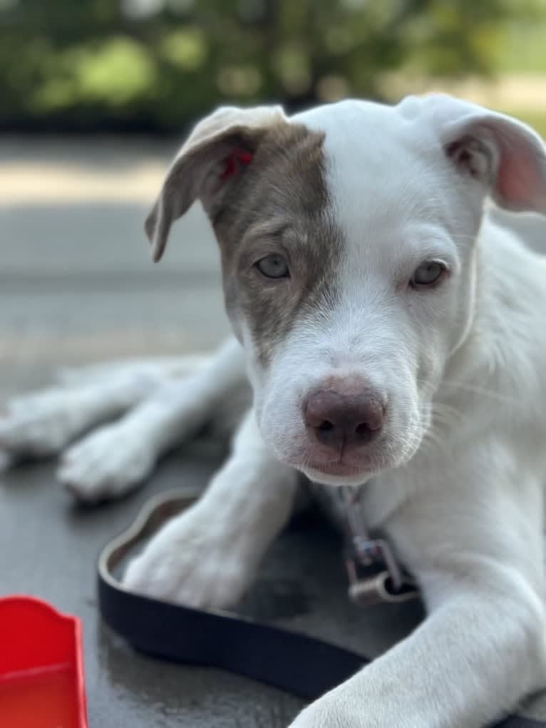 Mance, an American Pit Bull Terrier and German Shepherd Dog mix tested with EmbarkVet.com