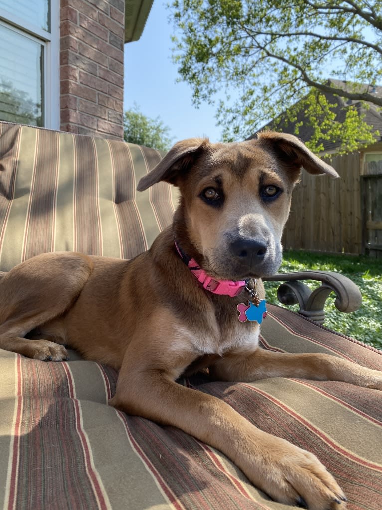 Coco, a German Shepherd Dog and Boxer mix tested with EmbarkVet.com