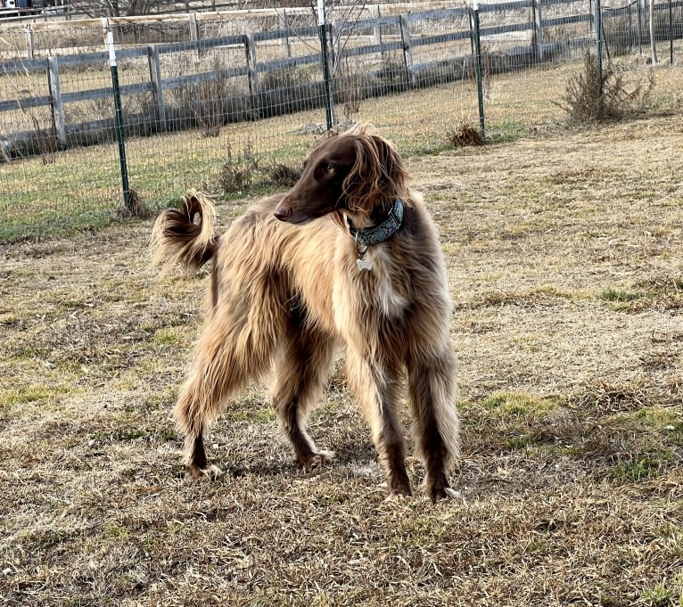 Rigel, a Saluki and Poodle (Standard) mix tested with EmbarkVet.com