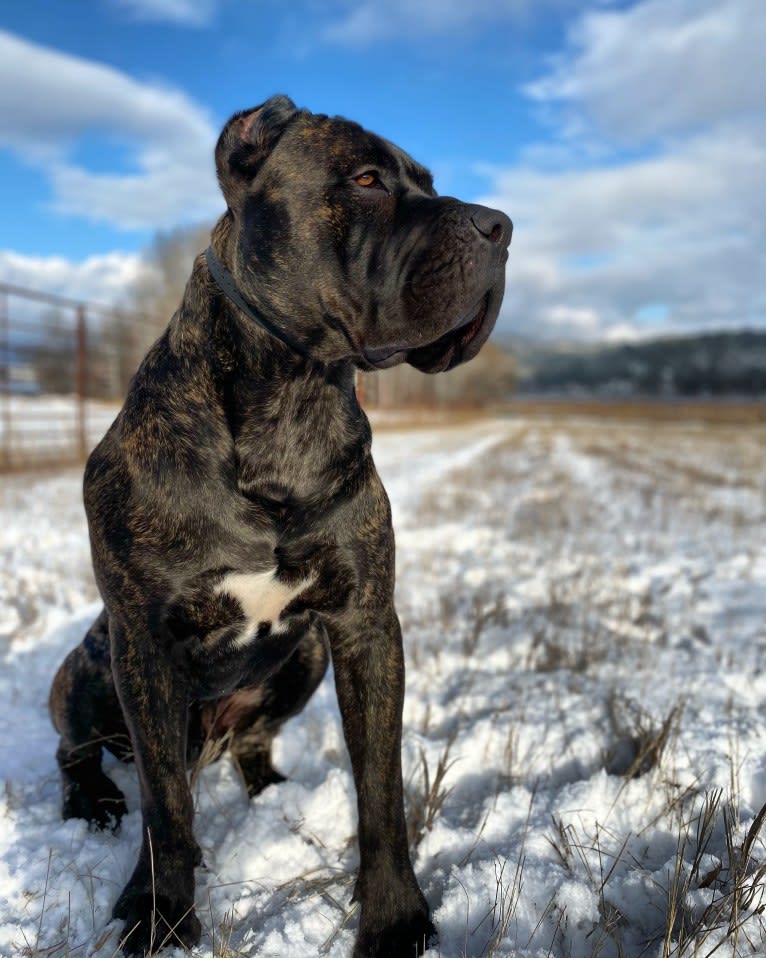 Riggs, a Boerboel and Neapolitan Mastiff mix tested with EmbarkVet.com