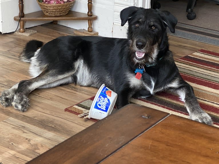 River, a Siberian Husky and Poodle (Standard) mix tested with EmbarkVet.com