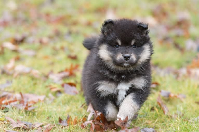 Kari, a Finnish Lapphund tested with EmbarkVet.com