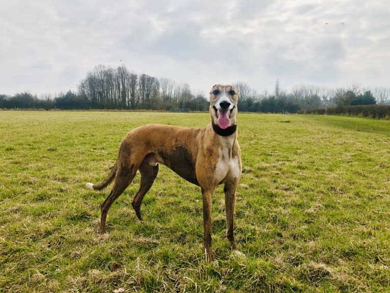 Barton, a Greyhound tested with EmbarkVet.com