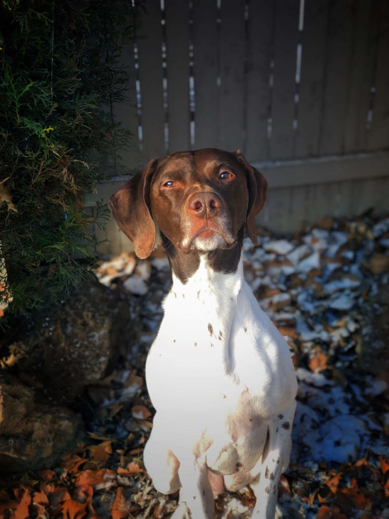 Holly, a German Shorthaired Pointer tested with EmbarkVet.com