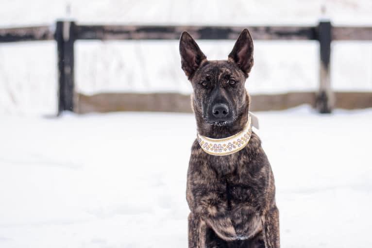 Rogue, a Dutch Shepherd tested with EmbarkVet.com