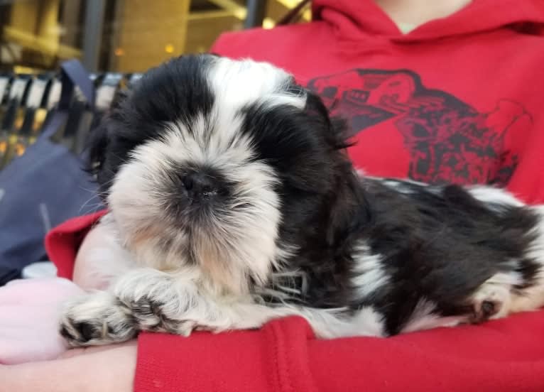 Kikimora, a Shih Tzu tested with EmbarkVet.com