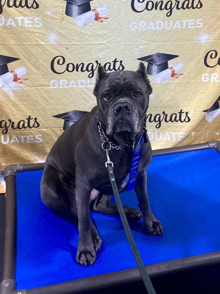 Nora, a Cane Corso tested with EmbarkVet.com