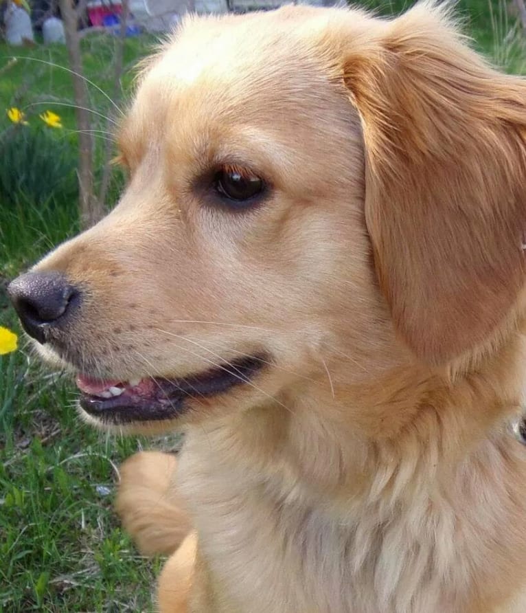 Bella, a Golden Retriever and Pomeranian mix tested with EmbarkVet.com