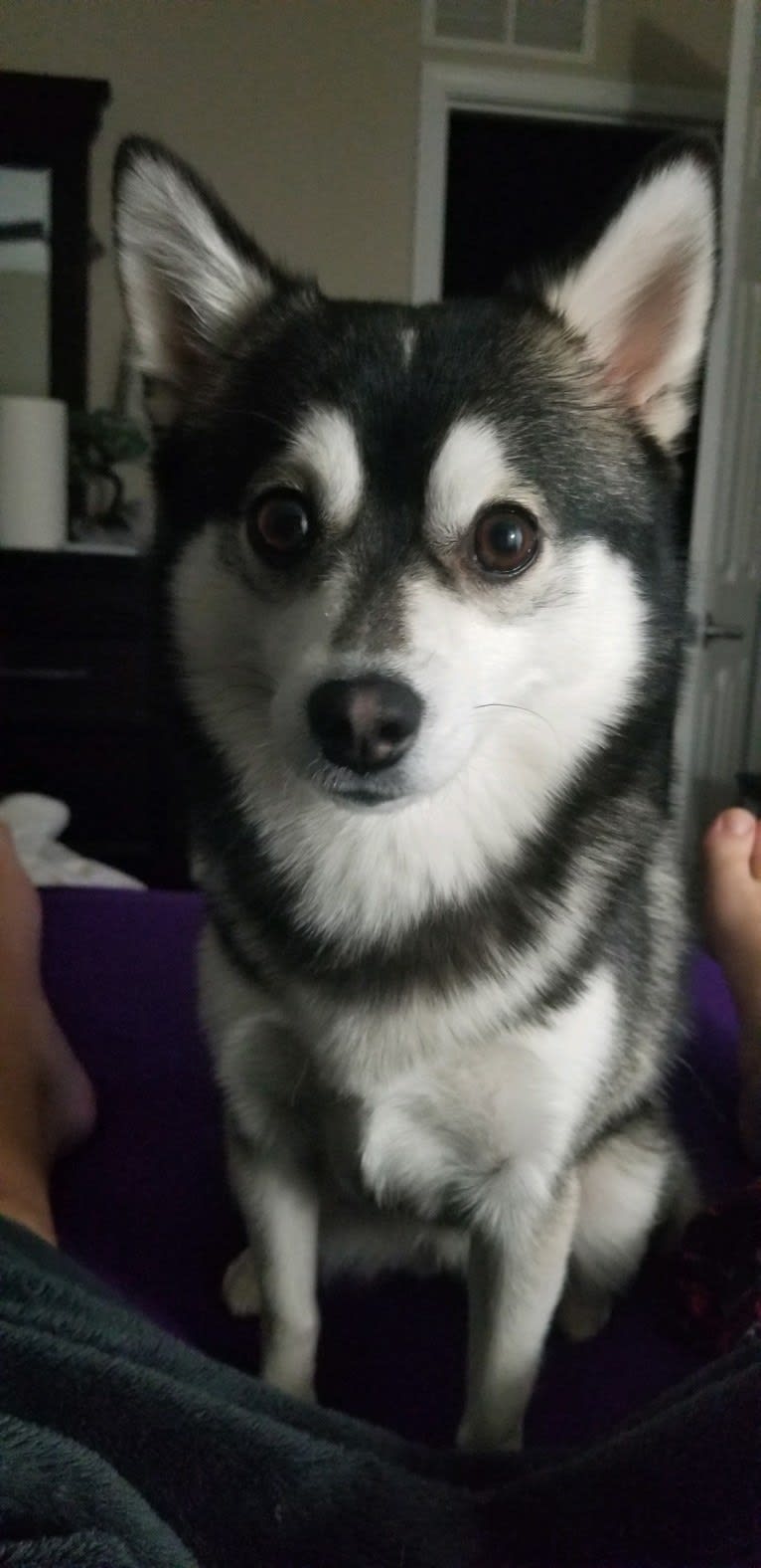 Khaleesi, a Pomsky tested with EmbarkVet.com