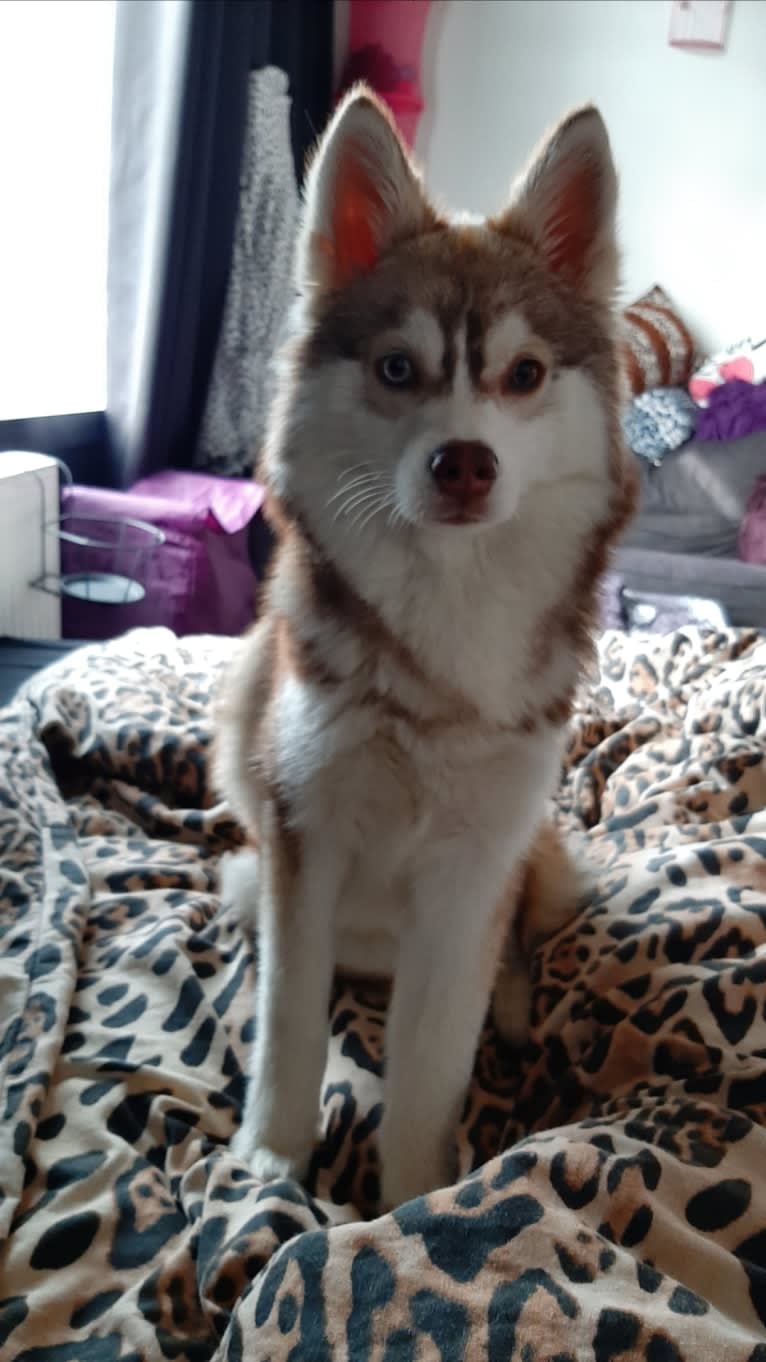 Simba, a Siberian Husky and Pomeranian mix tested with EmbarkVet.com