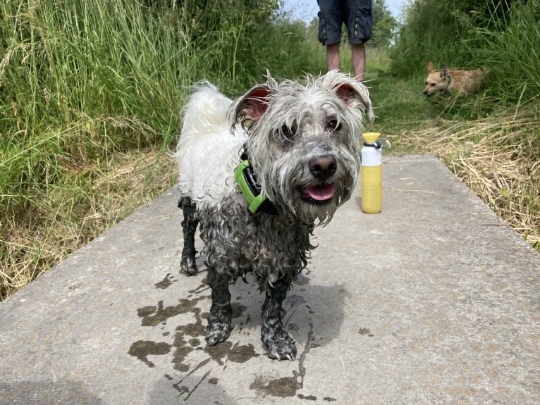 Grisú, a Maltese and Bichon Frise mix tested with EmbarkVet.com