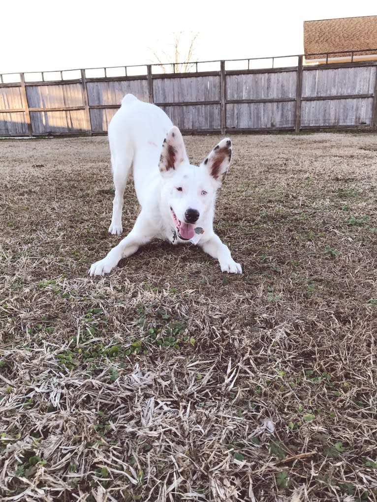 Finn, an Australian Cattle Dog and Australian Shepherd mix tested with EmbarkVet.com