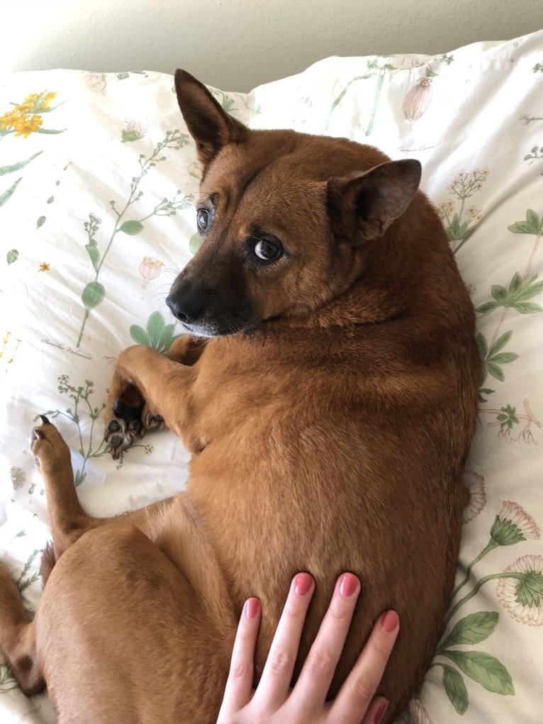 Chow chow mixed with chihuahua clearance