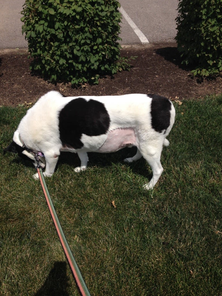 Stewart, a Samoyed and American Pit Bull Terrier mix tested with EmbarkVet.com