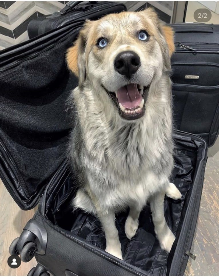 Tyson, a Golden Retriever and Siberian Husky mix tested with EmbarkVet.com