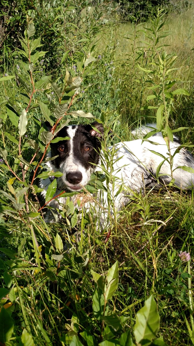 Bear, a German Shepherd Dog and Norwegian Elkhound mix tested with EmbarkVet.com