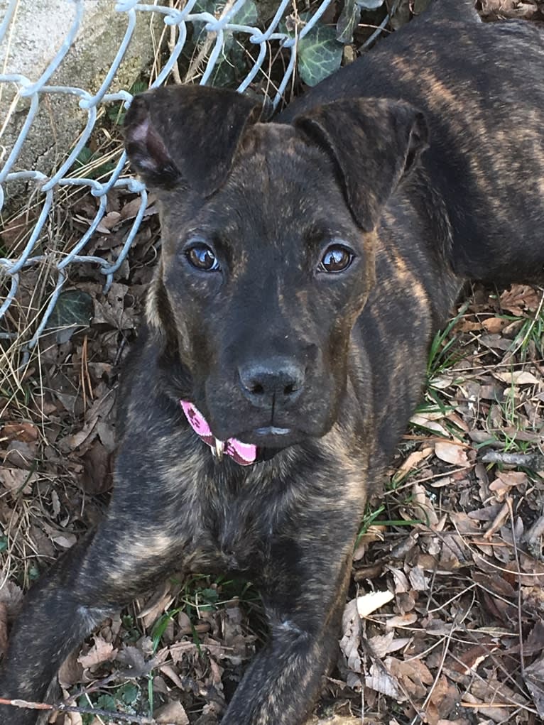 Parker, a Boxer and Chow Chow mix tested with EmbarkVet.com