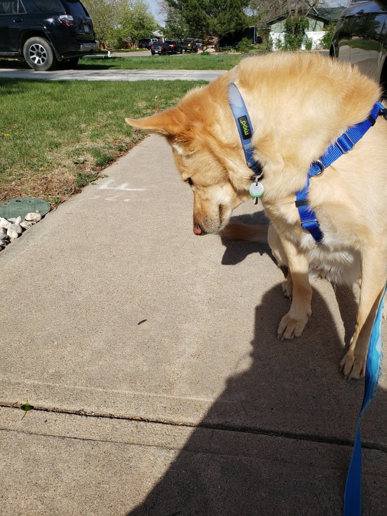 Rhea, a German Shepherd Dog and Australian Shepherd mix tested with EmbarkVet.com