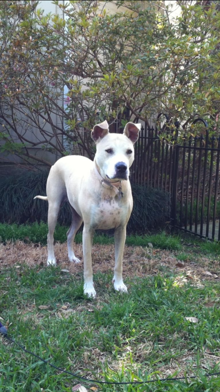 Hillary, a Staffordshire Terrier and American Bulldog mix tested with EmbarkVet.com
