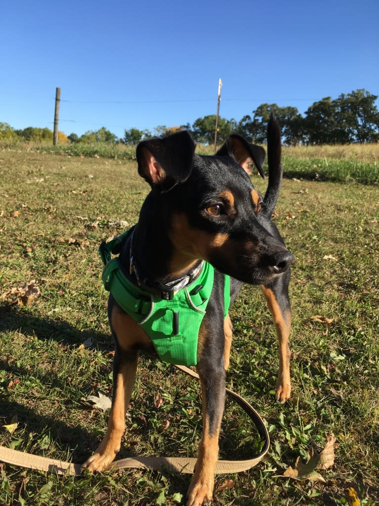 Marta, a Miniature Pinscher and American Pit Bull Terrier mix tested with EmbarkVet.com