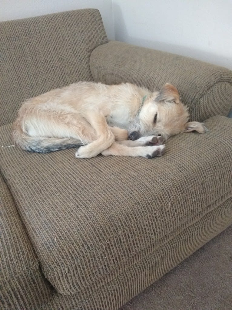 Coral Bean, a Siberian Husky and Australian Cattle Dog mix tested with EmbarkVet.com