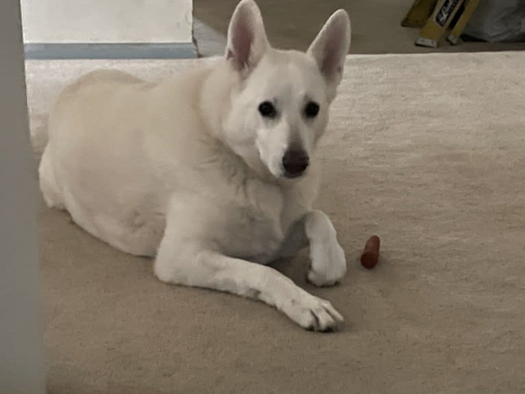 Angel, a White Shepherd tested with EmbarkVet.com