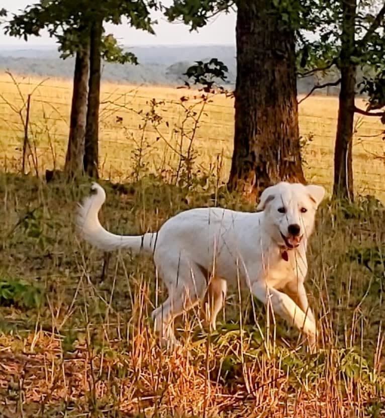 Ammy, a Maremma Sheepdog tested with EmbarkVet.com