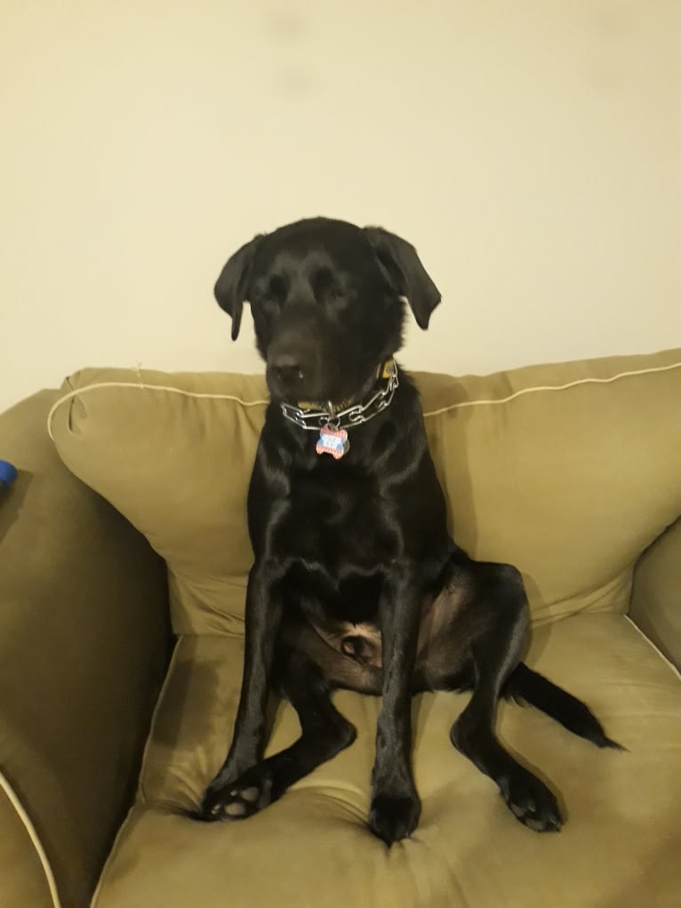 Rocco, a Labrador Retriever and Border Collie mix tested with EmbarkVet.com