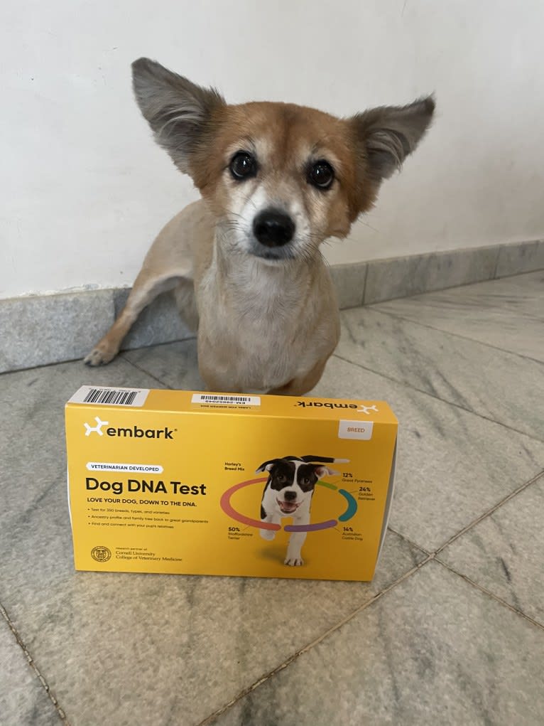 Ana, a Southeast Asian Village Dog tested with EmbarkVet.com
