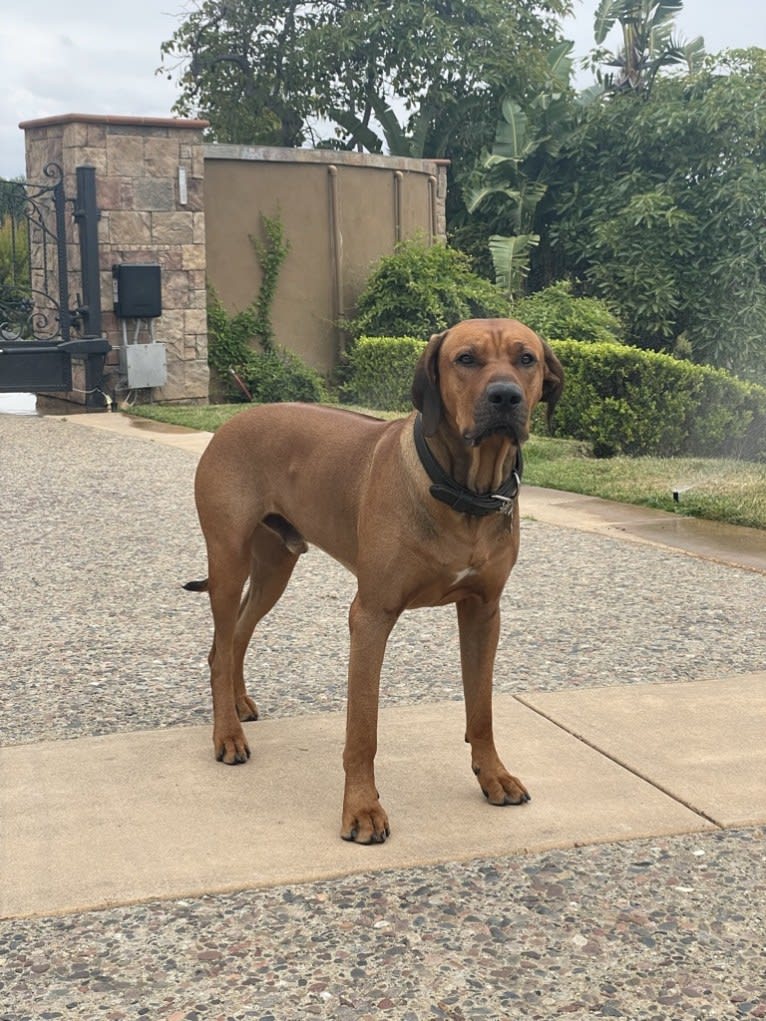 Milo Mukundi Shumba Viik, a Rhodesian Ridgeback tested with EmbarkVet.com