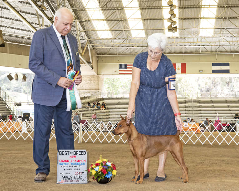 Keto, a German Pinscher tested with EmbarkVet.com