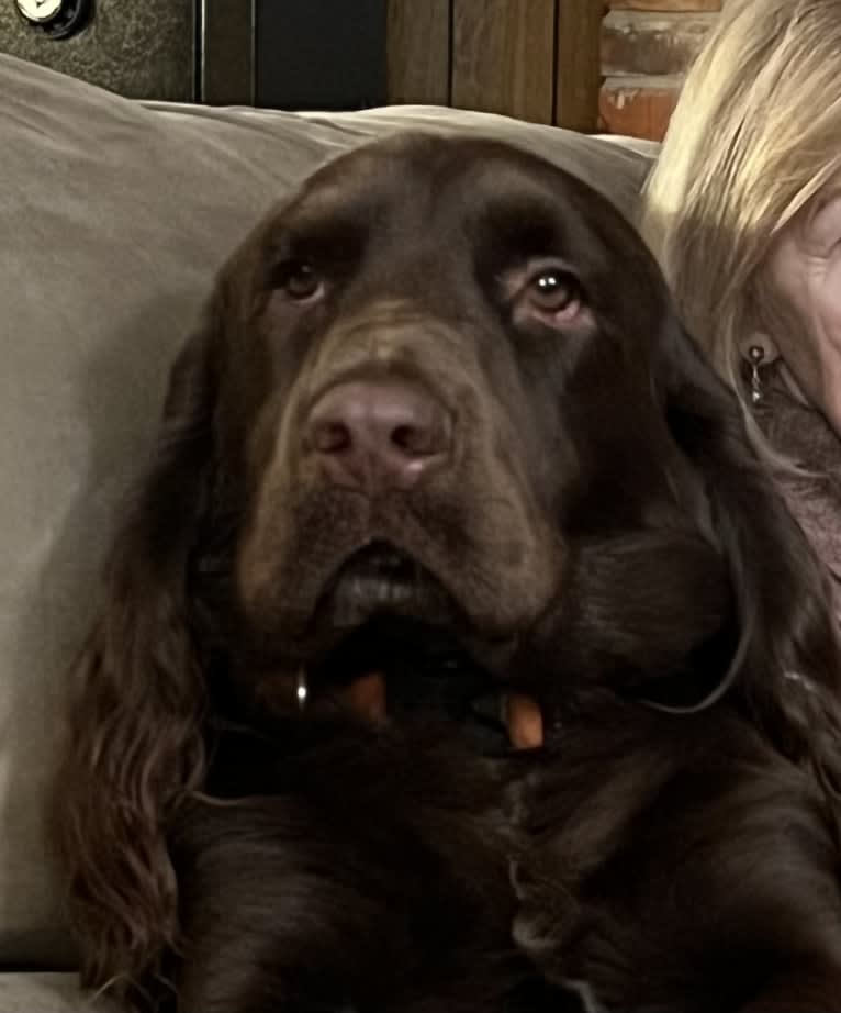 Fig, a Field Spaniel tested with EmbarkVet.com