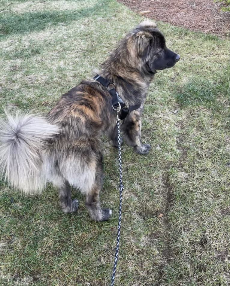 Juno, a Norwegian Elkhound and American Pit Bull Terrier mix tested with EmbarkVet.com