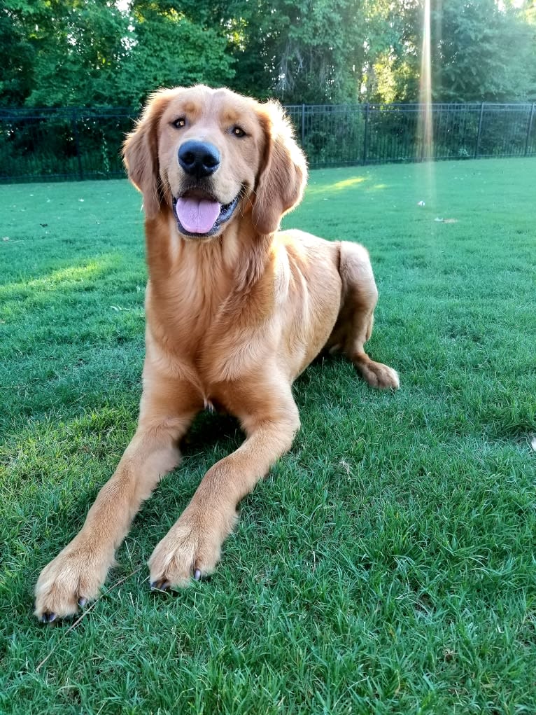 Ron, a Golden Retriever tested with EmbarkVet.com