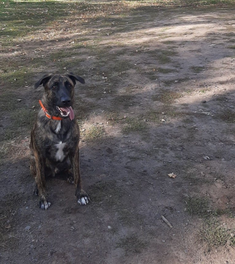 Zero, a German Shepherd Dog and American Pit Bull Terrier mix tested with EmbarkVet.com