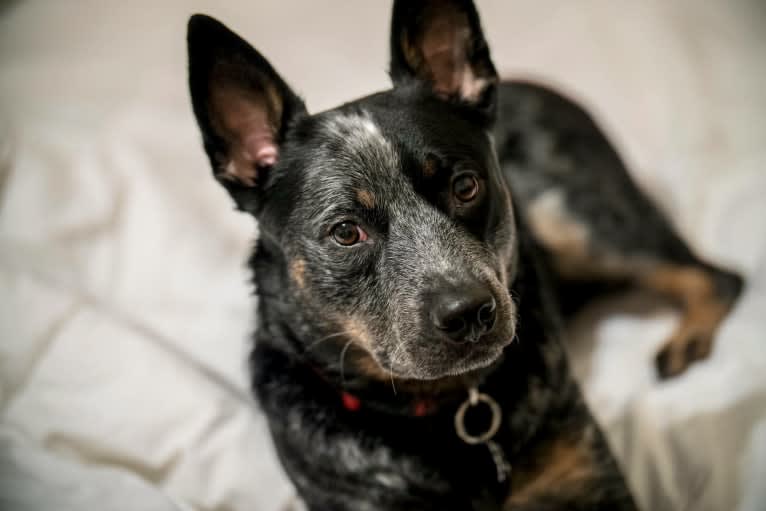 Rush, an Australian Cattle Dog tested with EmbarkVet.com