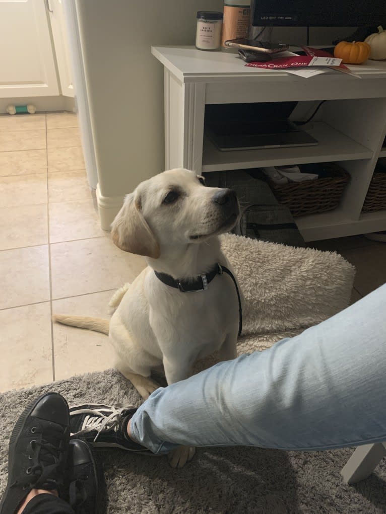 Pongo, a Labrador Retriever tested with EmbarkVet.com