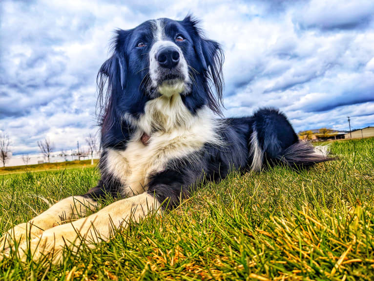 Milo, a Border Collie and McNab mix tested with EmbarkVet.com