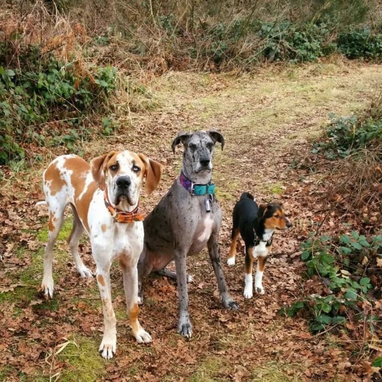 Forrest, a Great Dane tested with EmbarkVet.com